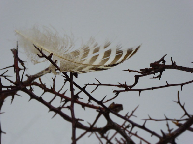 Feathers over thorns